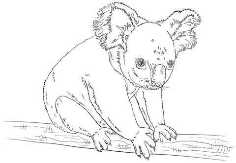 Koala Sitting On A Branch Coloring Page